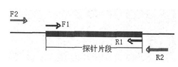 PCR结合核酸探针斑点杂交技术检测病料中病毒感染