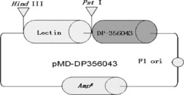 特异性检测转基因大豆DP-356043的标准质粒分子及其应用