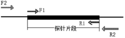 PCR结合核酸探针斑点杂交技术检测病料中I型马立克氏病病毒感染