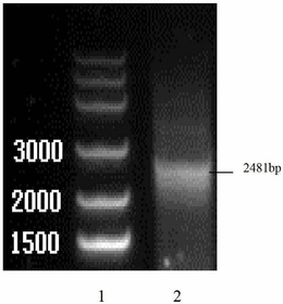 一种筛选抗蓝耳病猪的USP18分子标记育种方法及其应用