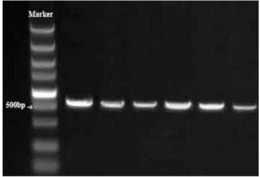 鸡MMP-9基因启动子区-1954突变位点的分子标记方法及其在鸡育种中的应用