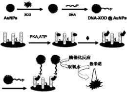 一种双信号放大电化学发光生物传感器的制备方法及应用