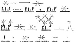 一种DNA-AuNPs纳米网络结构的制备方法及应用