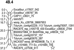 小麦4B染色体粒重QGW4B-CAPS分子标记及其应用