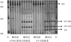 一种小麦粒重分子标记及其在育种中的应用