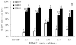 一种丛枝菌根真菌的分离、菌剂制备及其应用