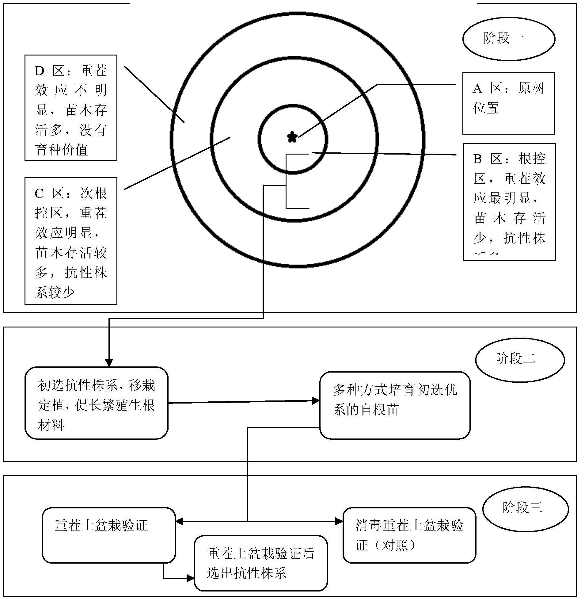 一种三阶段选育苹果耐重茬砧木的原位育种方法