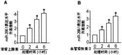 一种miRNA-2861反义核苷酸药物组合物及其用途