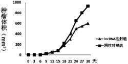 一种含LncRNA的药物组合物及其用途