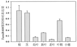 小麦microRNA408及其编码基因与应用