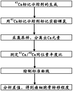 一种用于监测癌细胞骨转移的同位素示踪方法