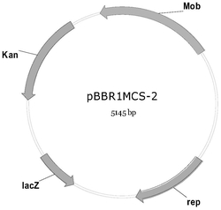 温度敏感型载体pBBR1MCS-2-Ts1及其应用