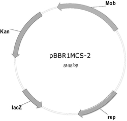 温度敏感型载体pBBR1MCS-2-Ts2及其应用