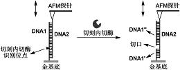 一种原子力显微镜检测单分子水平分子间相互作用的方法