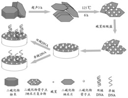 二硫化物点/纳米片复合物DNA电化学探针的制备方法