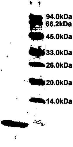 一种重组人表皮生长因子的纯化方法