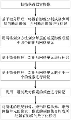 器官断层影像数字化方法