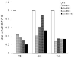 一种抑制牛MEN1基因表达的siRNAs序列及其应用