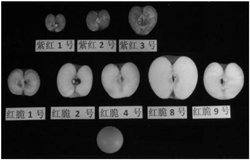 一种易着色苹果品种培育法