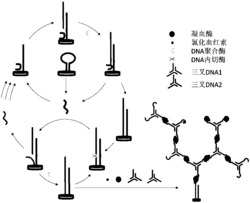 基于网络型核酸纳米探针的酶循环放大检测DNA的比色法