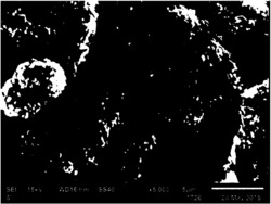 纳米纤维素杂化无机纳米粒子改性水性木器涂料的方法