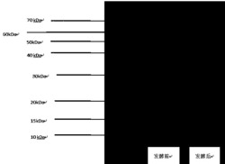 一种甜叶菊废渣发酵产物复配脱毒棉仁饲料及其制备方法