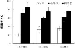 一种利用褪黑素促进设施番茄坐果及果实生长的方法