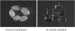 获自功能型苹果的黄烷醇调控蛋白MsMYB6L及其编码基因和应用