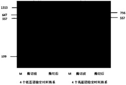 一种小麦面团稳定时间分子标记QSt5B‑488及其应用