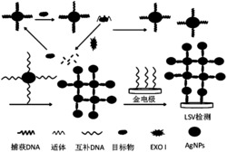 基于核酸适体/纳米银探针与EXO I酶的电化学生物传感器