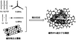 一种磁性DNA超分子水凝胶的制备方法及其应用