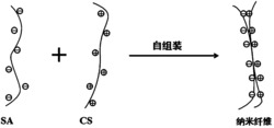 一种海藻酸钠-壳聚糖复合纳米纤维的自组装成形方法