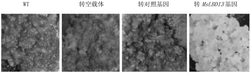 获自功能型苹果的MsLBD13蛋白及其编码基因和应用