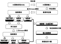 基于像素邻域特征聚类的淋巴结HE染色病理图像分割方法