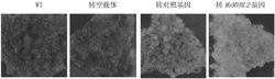 获自功能型苹果的MsMYBL2蛋白及其编码基因和应用