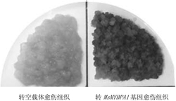 获自功能型苹果的黄烷醇及花青苷调控蛋白MsMYBPA1及其编码基因和应用