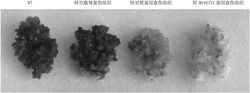 获自功能型苹果的MsVGT1L蛋白及其编码基因和应用