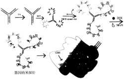 一种用于靶向肺癌治疗的基因纳米探针及其制备方法和应用