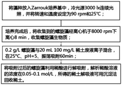 一种利用螺旋藻回收稀土的方法