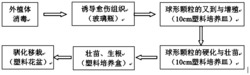 一种多肉植物红蛋水泡的组织培养方法