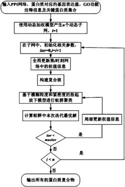 基于动态加权蛋白质相互作用网络的蛋白质复合物挖掘方法