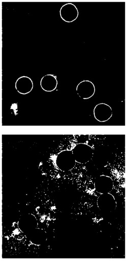 一种功能化金纳米粒子及其制备方法、金纳米粒子二聚体的制备方法及其应用