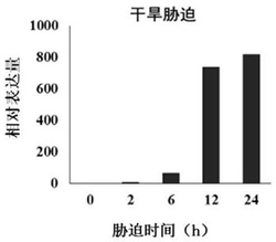 小麦抗逆性调控蛋白TaCOR58及其编码基因与应用