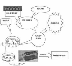 一种缺失gG和TK基因的重组牛传染性鼻气管炎病毒和应用