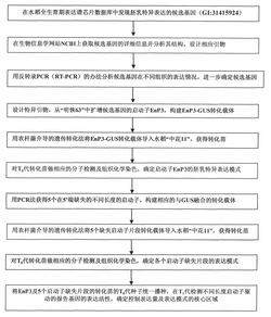 水稻胚乳特异表达基因的启动子及表达模式鉴定