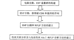 HPSE基因作为猪免疫性状相关的分子标记及其应用