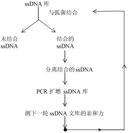 三条可用于溶藻弧菌识别检测的寡核苷酸序列及其制备方法与应用