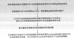 晶胞粘连控制基因簇的克隆及在防止晶体降解中的应用