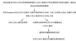 水稻抗病相关基因C3H12和它在改良水稻抗病性中的应用