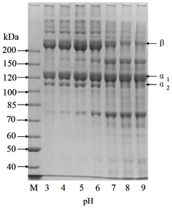 一种鱼类明胶高分子材料的制备方法